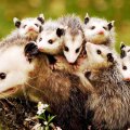 Family Opossum