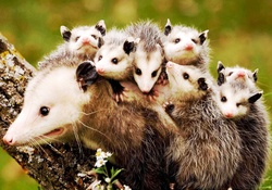 Family Opossum