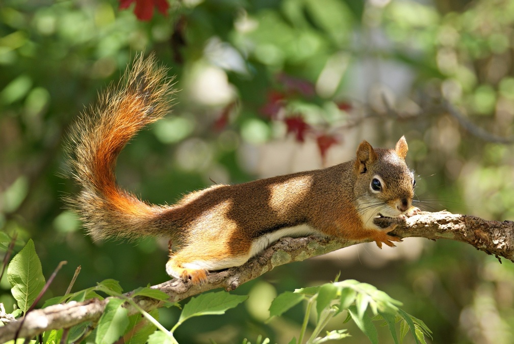 *** Red squirrel ***