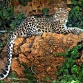Leopard Relaxing on a Rock