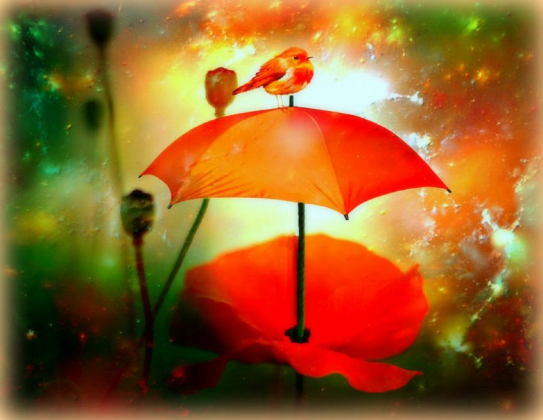★Little Bird on the Umbrella★