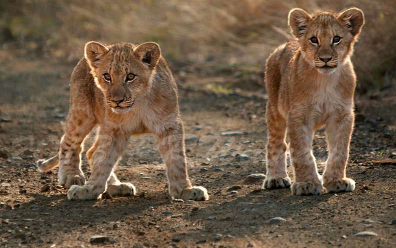 two_lion_cubs.jpg