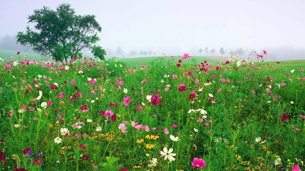 wildflower field