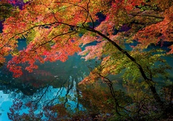 Autumn Tree over Lake