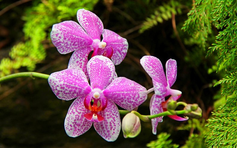 orchid_flowers.jpg