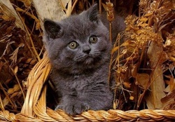 autumn kitty