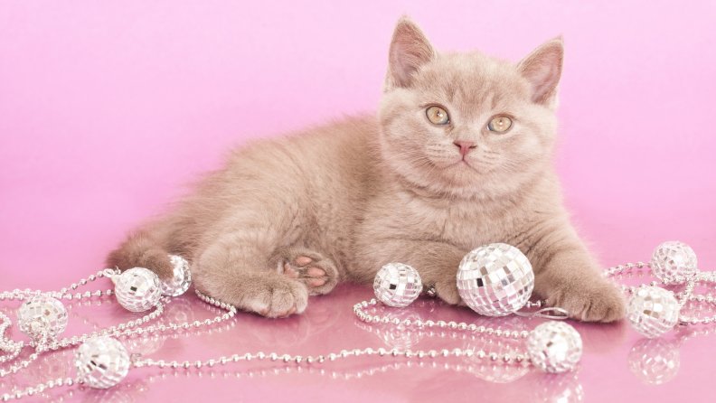 Cat_in_pink_background Download HD Wallpapers and Free Images