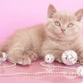 Cat_in_pink_background