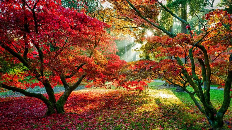 sun_shining_on_autumn_trees.jpg