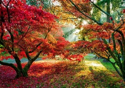 Sun Shining on Autumn Trees