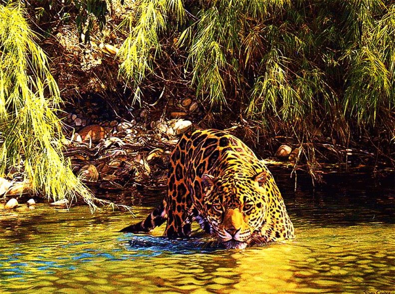 bathing_leopard.jpg