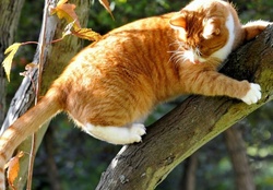 Climb kitty climb