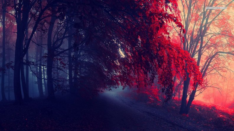 Foggy Red Autumn Forest