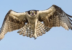 Flying_hawk