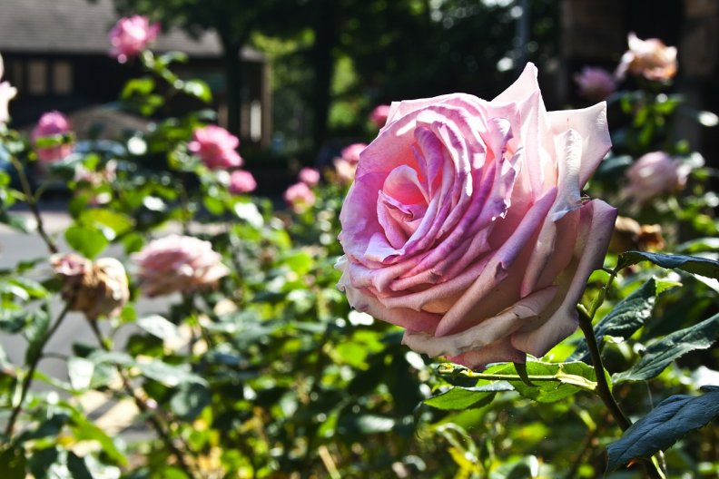 lovely_roses.jpg