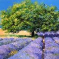 Tree in lavender field