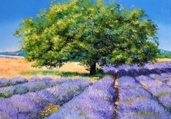 Tree in lavender field