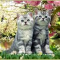 cute cats......