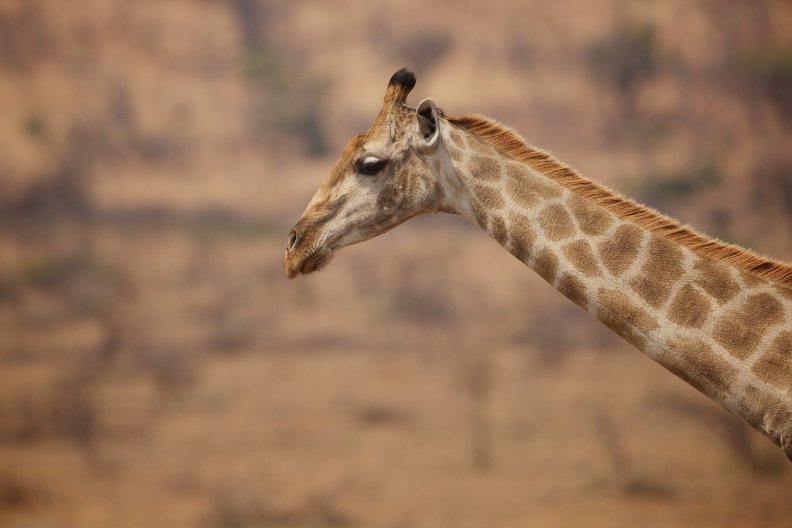 girafe.jpg