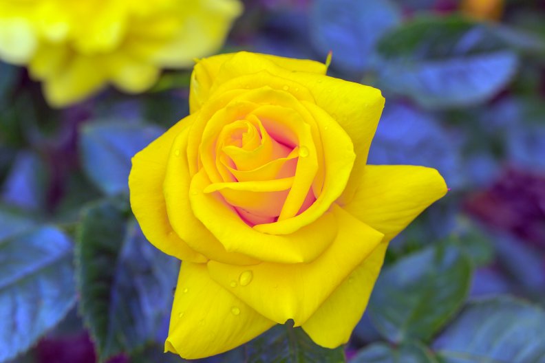 bright_yellow_rose.jpg