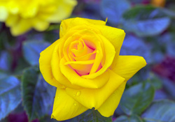 Bright yellow rose