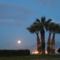 Full Moon and Palm Trees