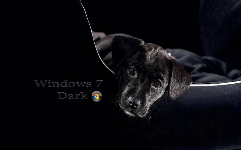 windows_dog.jpg