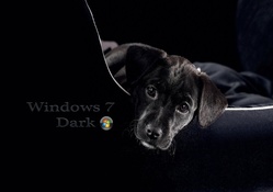 Windows _ dog
