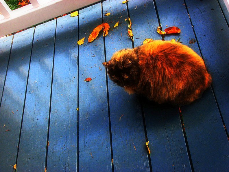 furry_cat_with_fall.jpg