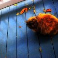 ★Furry Cat with Fall★