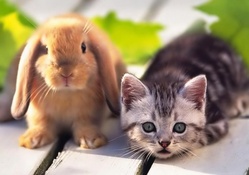 Rabbit and Kitten