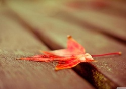 Red leaf down