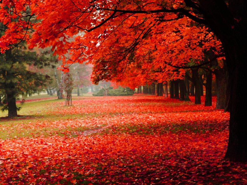 red_autumn.jpg