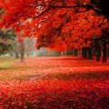 Red Autumn