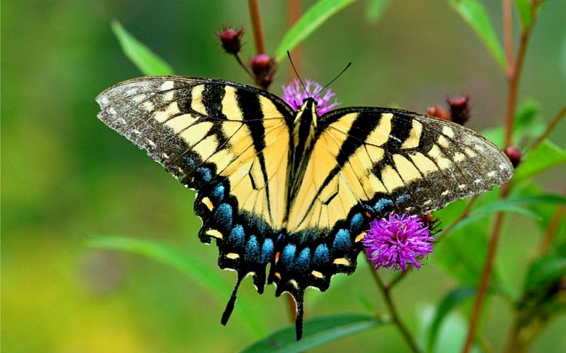 western_tiger_swallowtail.jpg