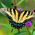 Western Tiger Swallowtail