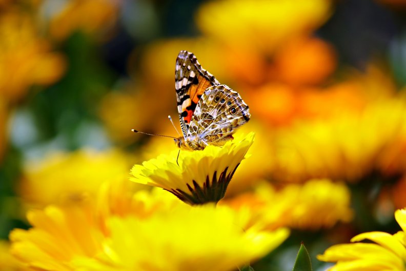 butterfly_on_yellow_flower.jpg