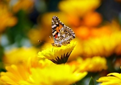 Butterfly on Yellow Flower!
