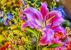 Beautiful Pink Lily _ hdr