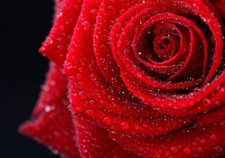 Red Rose After The Rain