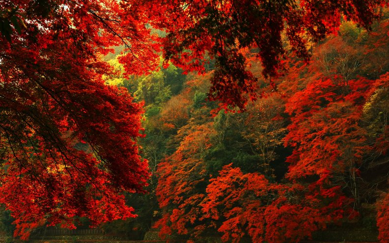red_autumn_forest_hdr.jpg
