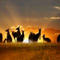 Kangaroo Sunset