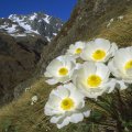 Mountain_side Flowers