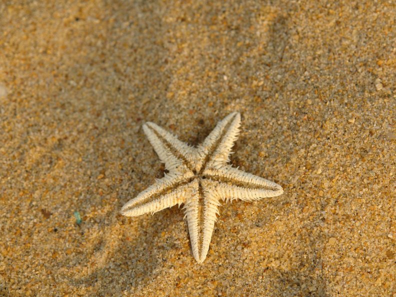 single_starfish.jpg