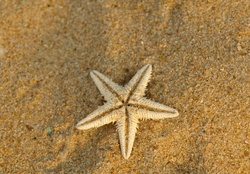 Single Starfish