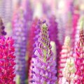 Pink and Purple Lupins