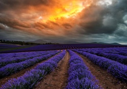 Lavender Field in Tasmania