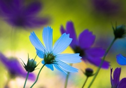 Blue and Purple Flowers