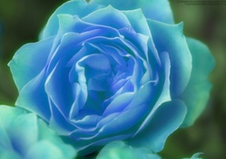 Blue Green Rose