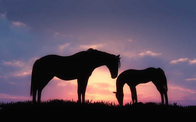 horses_sunset_silhouette.jpg